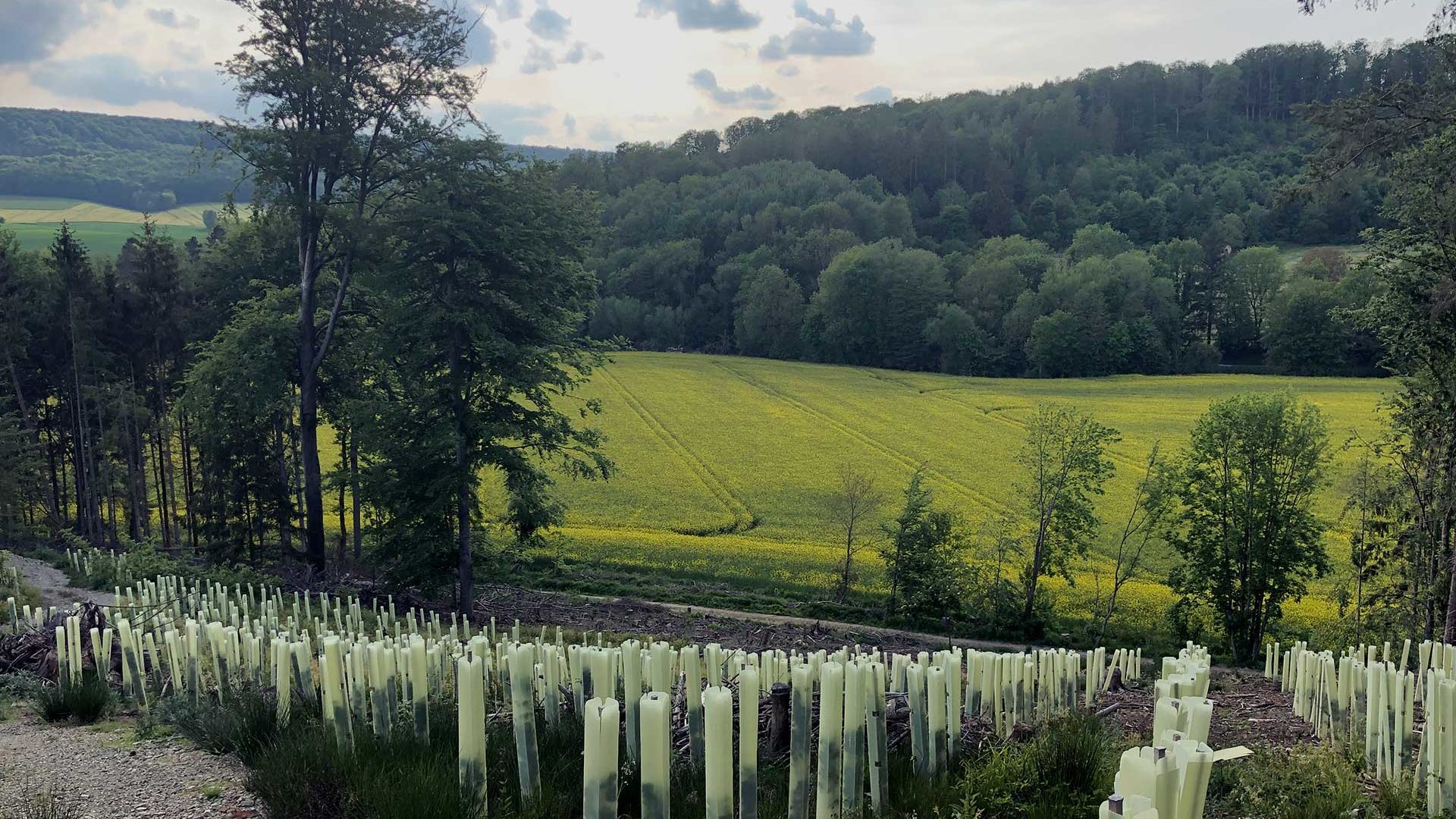 Aufforstungsfläche im Leinerbergland. Viele Wuchshüllen vor einer gelben Rauswiese und grünem Wald.
