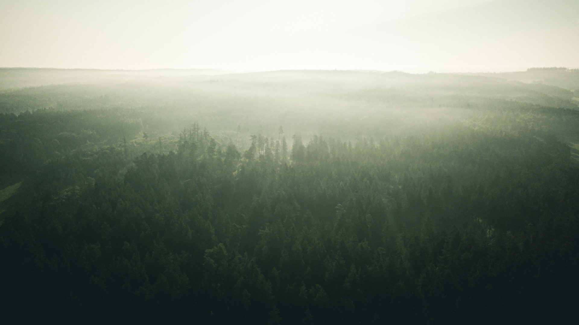 Diffuses Waldbild mit der Drohne aufgenommen. Wald als CO2-Speicher.