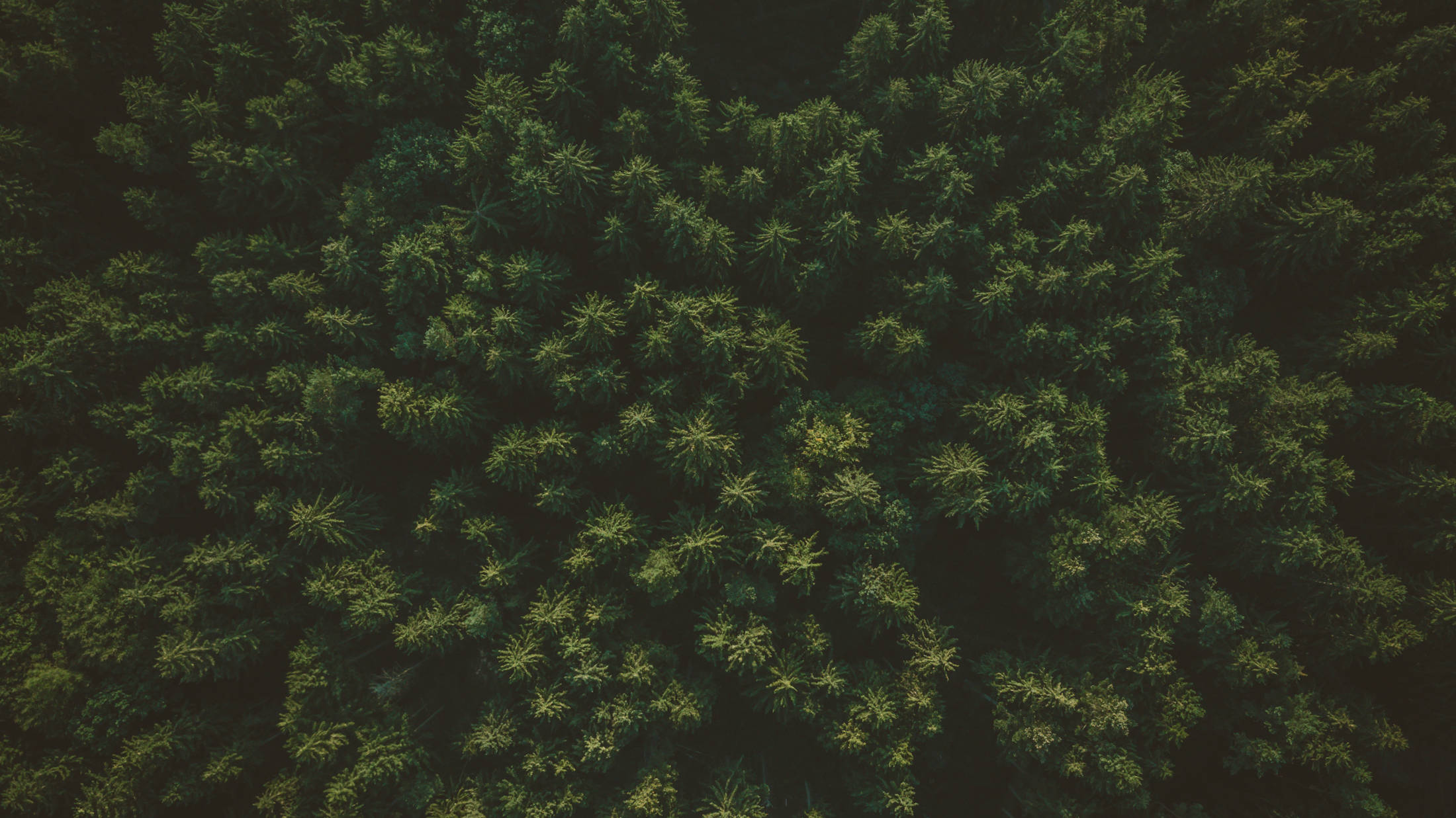 Luftaufnahme eines regionalen Waldes von oben, Baumwipfel, dunkelgrün