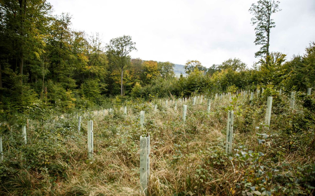 Aufgeforstete Fläche in Alsfeld, viele junge Bäume in Schutzhüllen