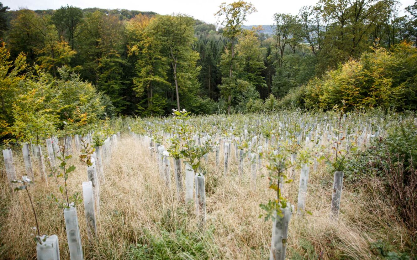 Aufgeforstete Fläche in Alfeld, Bäume mit Schutzhüllen