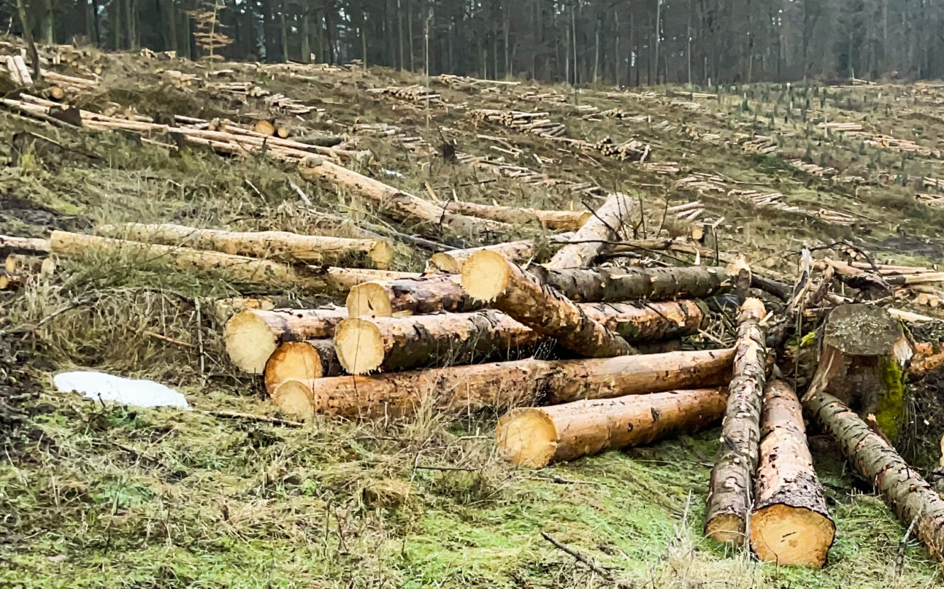 Geschädigte und gefällte Bäume in Rotenburg an der Fulda, Aufforstung, CO2 Speicher, Wald, Klimaschutz, DEUTIM, Umweltschutz