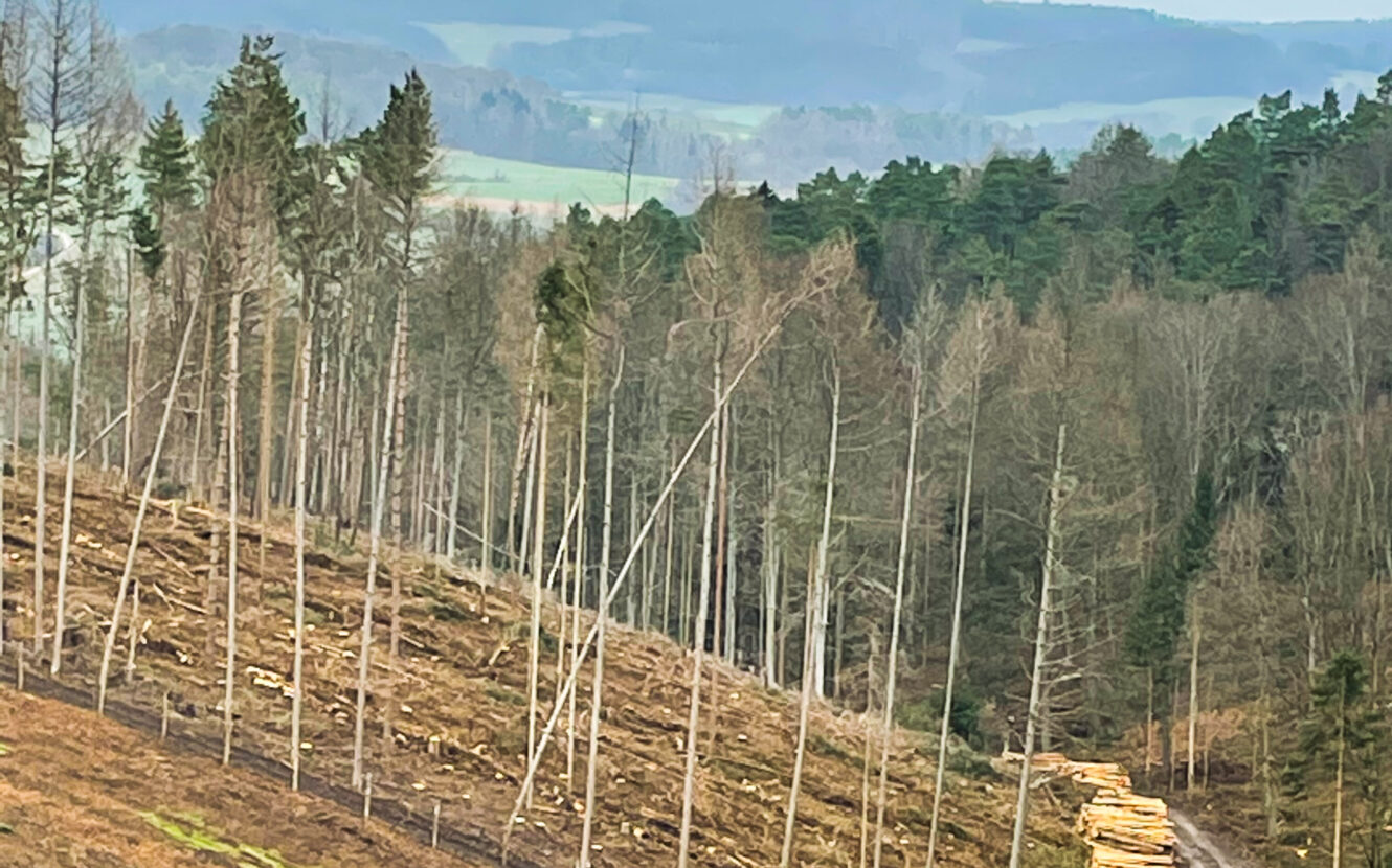 Geschädigte Waldfläche Rotenburg an der Fulda, Aufforstung, CO2 Speicher, Wald, Klimaschutz, DEUTIM, Umweltschutz