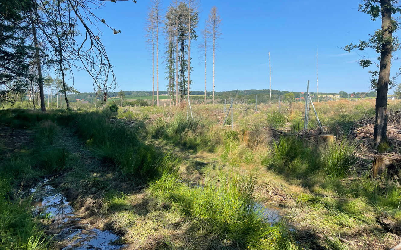 Aufforstung, CO2 Speicher, Wald, Klimaschutz, DEUTIM, Bösingfeld, DEUTIM, CO2 Kompensation, grüner Fußabdruck