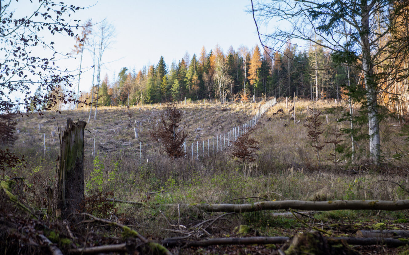 Geschädigte Waldfläche in Rotenburg an der Fulda, Aufforstung, CO2 Speicher, Wald, Klimaschutz, DEUTIM, Umweltschutz