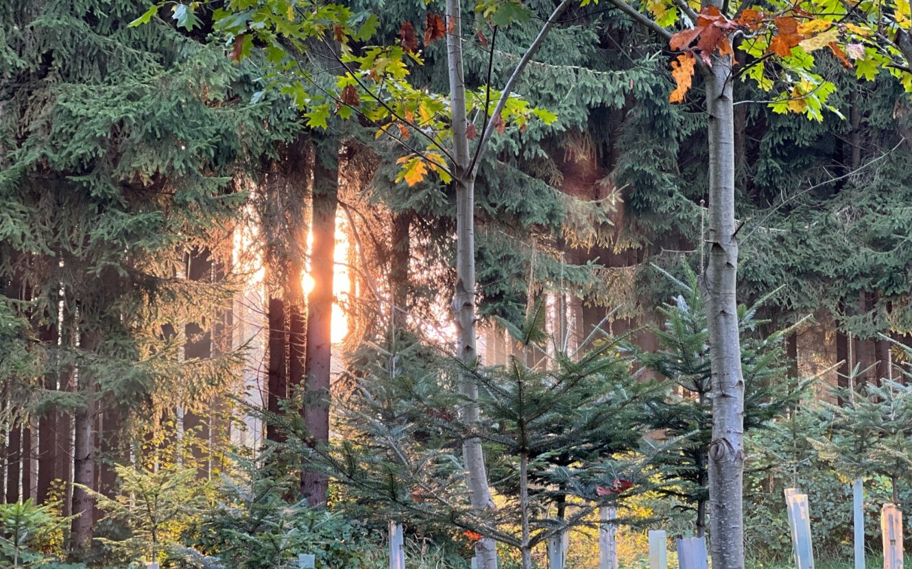 Sonnenuntergang im Wald, Aufforstung, CO2 Speicher, Wald, Klimaschutz, DEUTIM, Umweltschutz, CO2 Kompensation