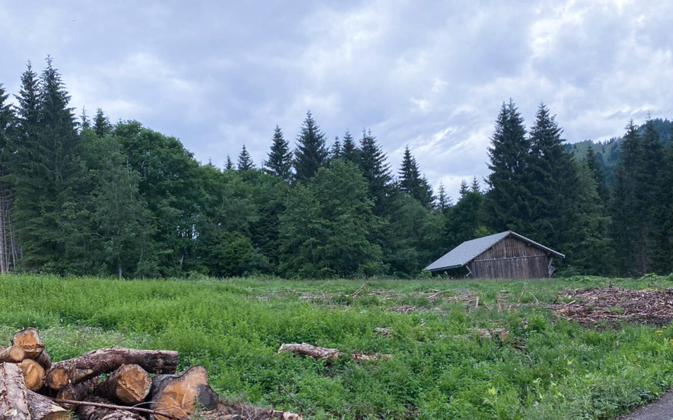 Bergwiese mit einer alten Holzhütte. Im Hintergrund grüner Tannenwald. Im Vordergrund Holzscheite.