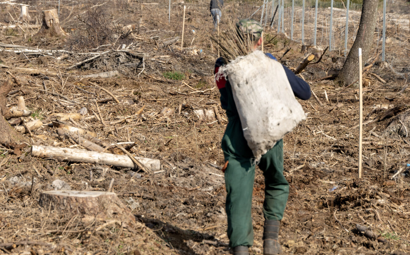 Waldarbeiter mit einem großen Jutesack voller Setzlinge auf dem Rücken.