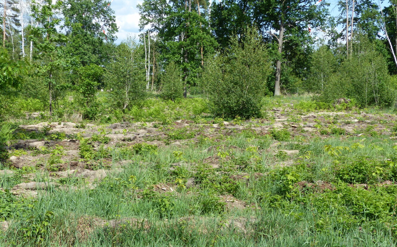 Eine Kahlfläche in Falkenberg mit frisch aufgeforsteten Eichen für einen klimastabilen Mischwald