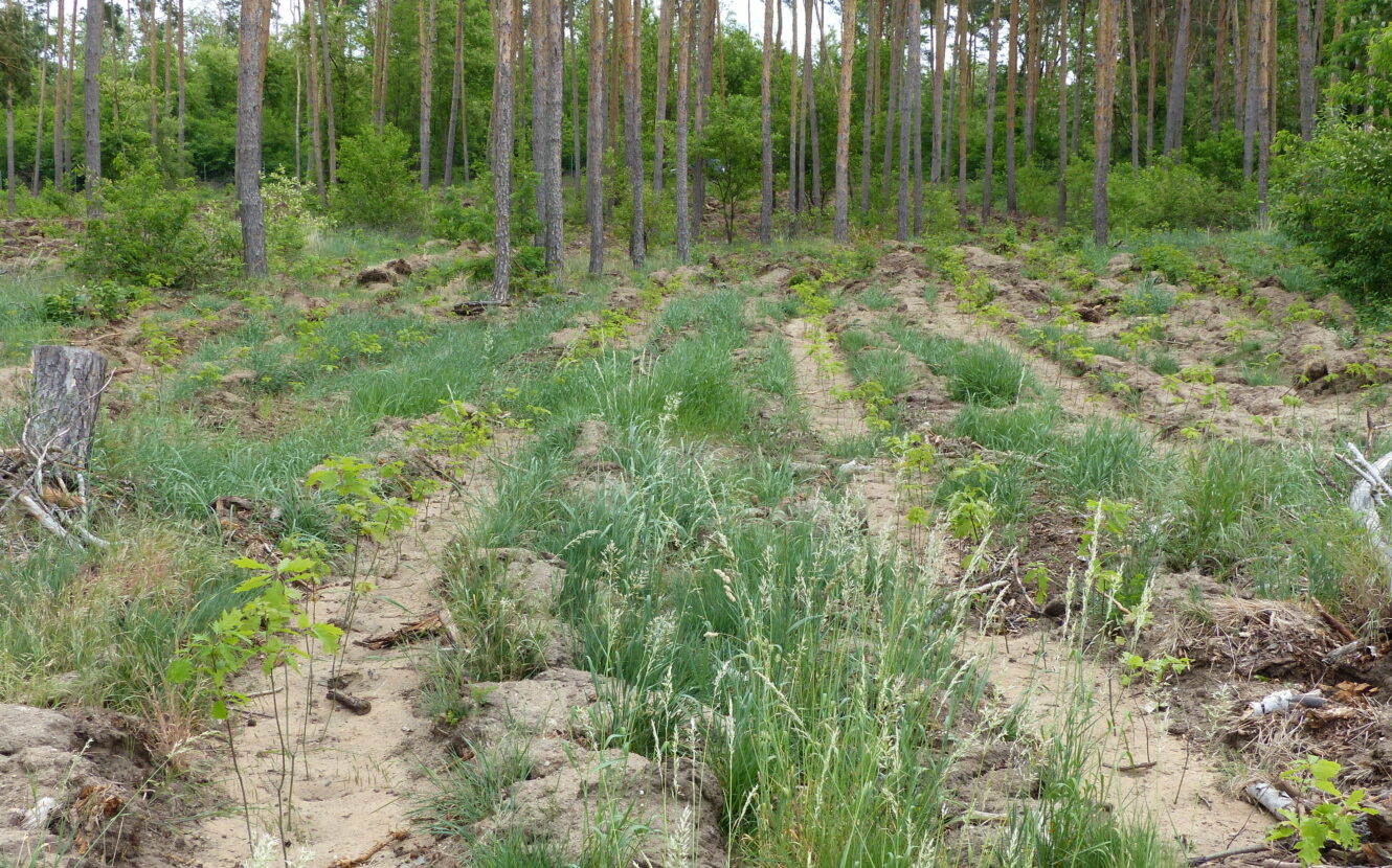 junge Setzlinge wurden in Reih und Glied gepflanzt. Im Hintergrund grüner Mischwald.