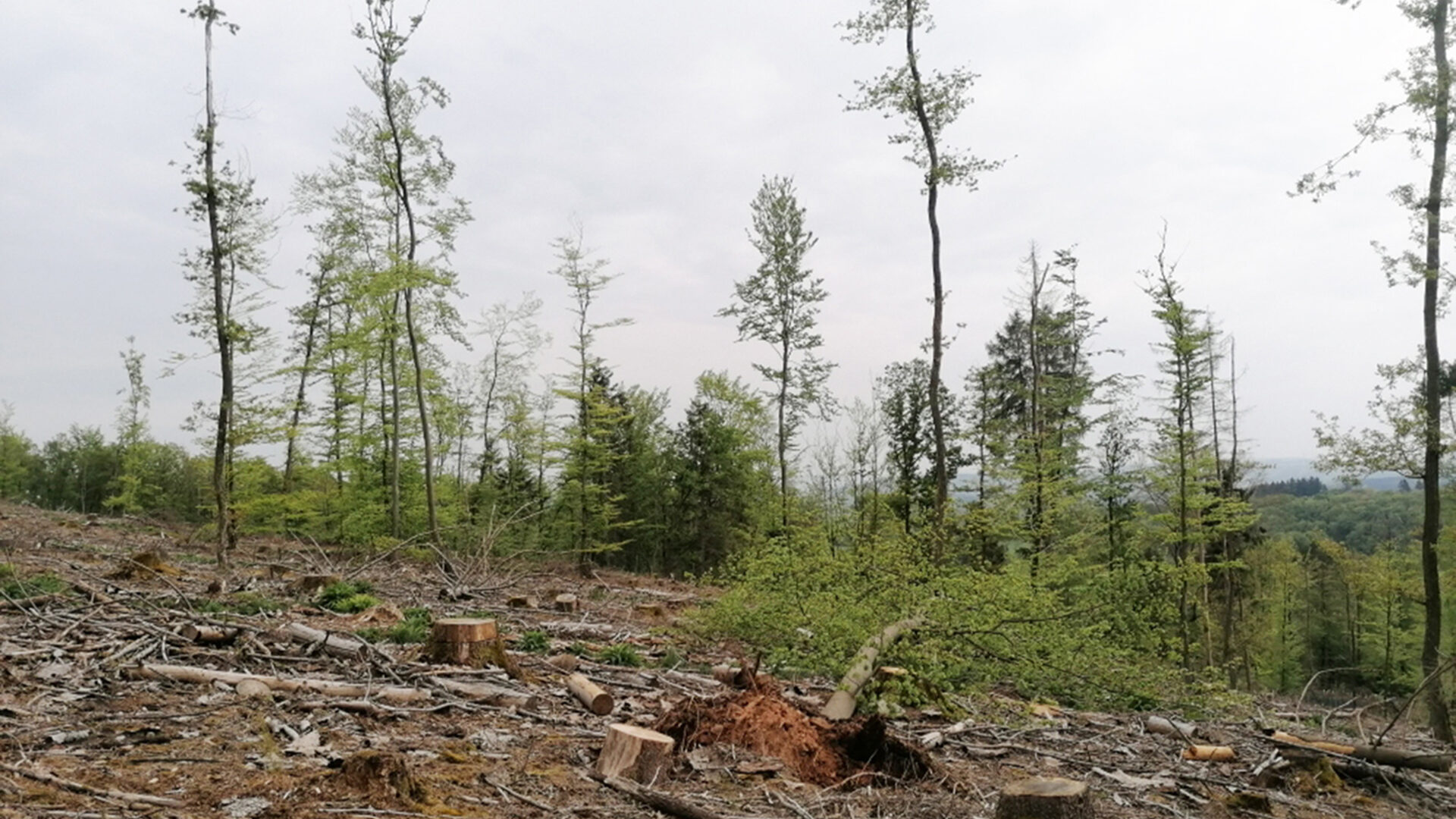 Trauriges Bild vom Schwarzwälder Hochwald. Einzelne dürre Bäume hinter einer Kahlfläche mit vielen herumliegenden Ästen.