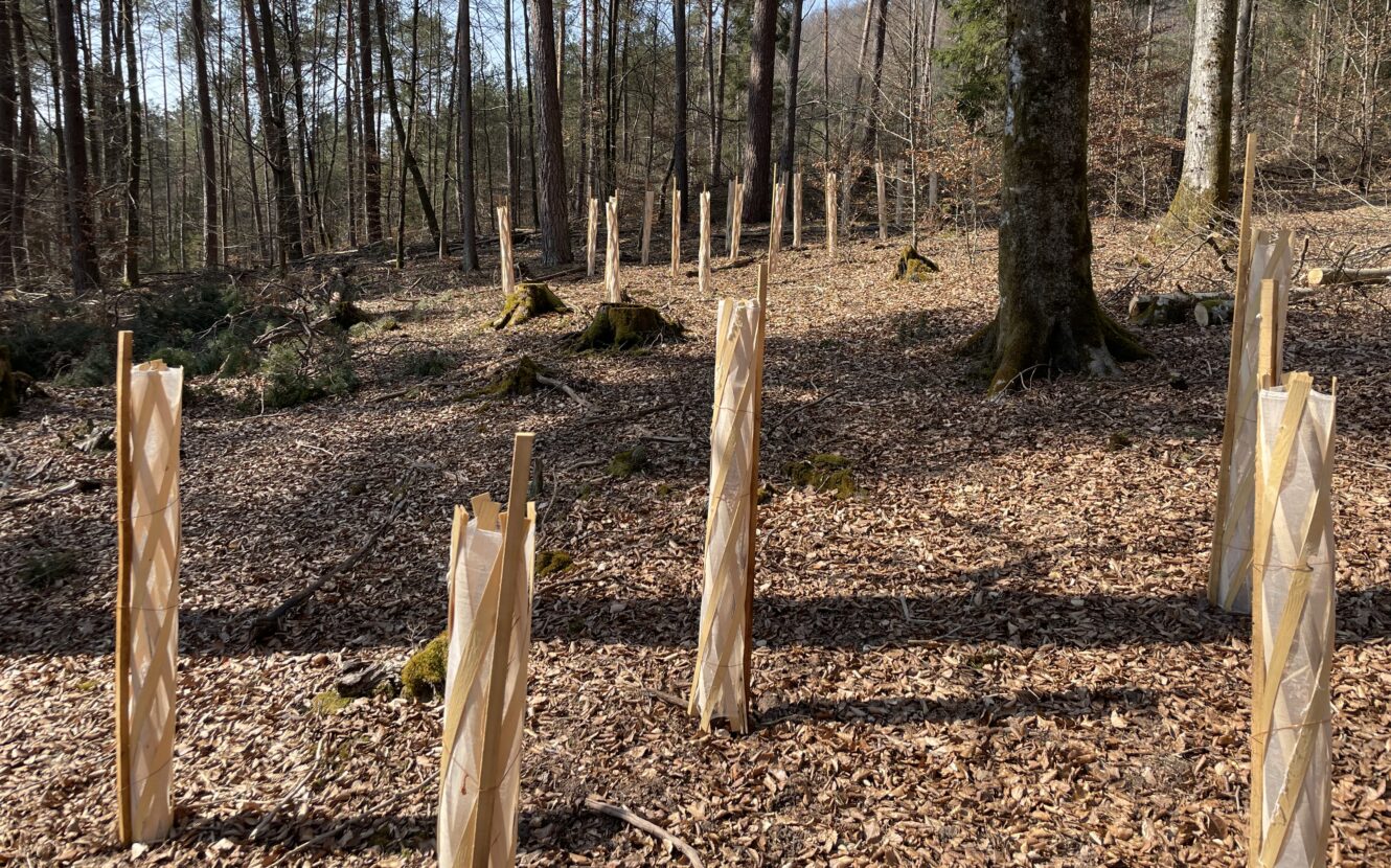 Wachstumshüllen schützen die jungen Bäume auf einer lichten Stelle im Wald vor Wildverbiss.