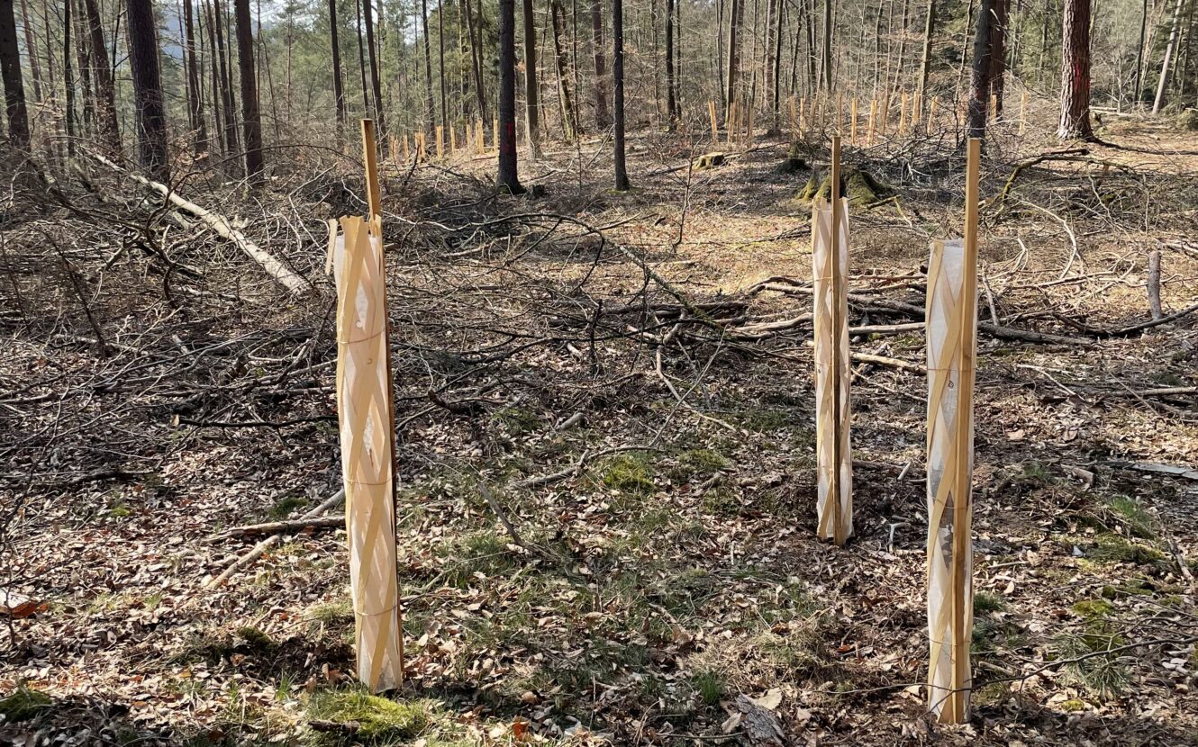 3 junge Bäume werden mit Schutzhüllen vor Wildverbiss geschützt. Hier entsteht neuer CO2 Speicher.