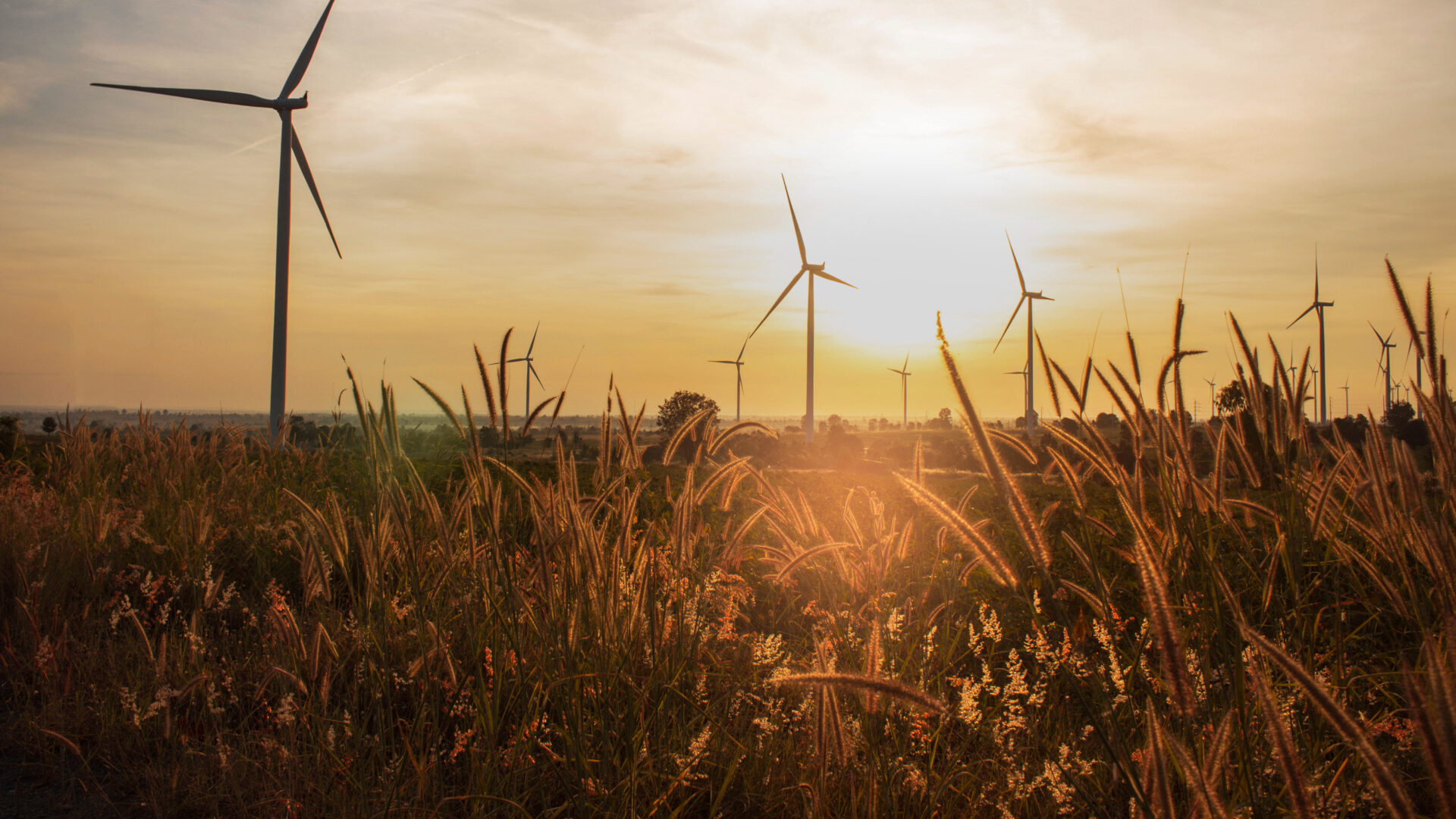 Wind Turbinen im Weizenfeld im goldgelben Licht bei aufgehender Sonne.
