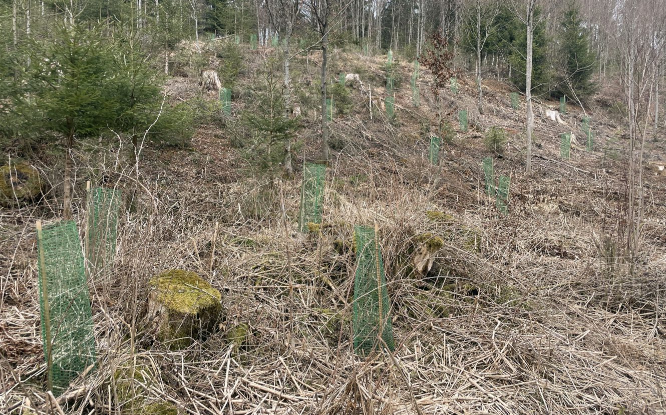 junge Nadelbäume mit grünem Gitter als Schutz vor Wildverbiss auf kargem Waldboden
