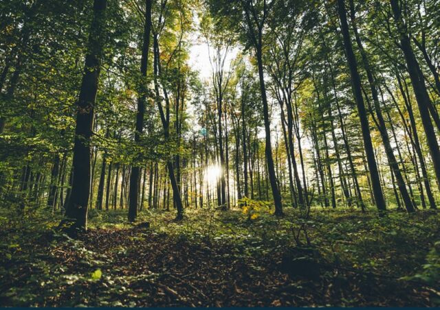 Schöner Wald mit durchscheinender Sonne