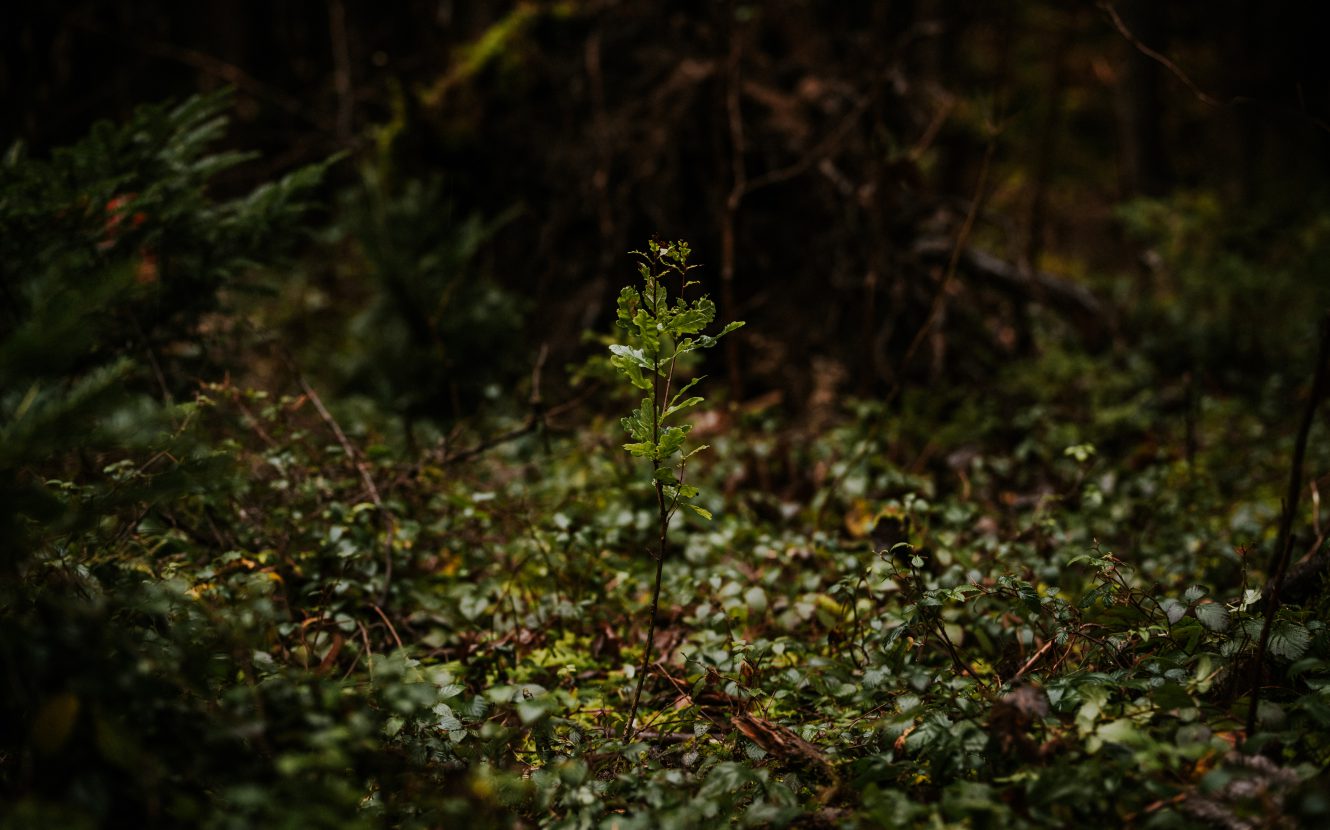 Nahaufnahme eines kleinen Baumes auf den etwas Licht fällt. Um ihn herum dunkler Wald und stark bewachsener Waldboden.